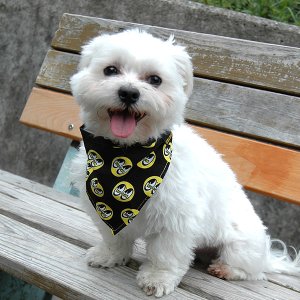 Photo3: MOON Eyeball Doggy Bib