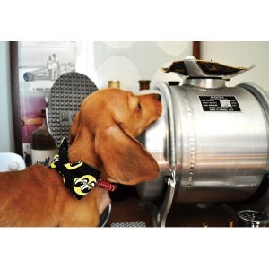 Photo2: MOON Puppy Ribbon