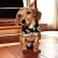 Photo1: MOON Puppy Ribbon (1)