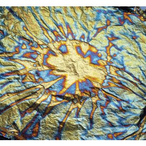 Photo: Variegated Gold Leaf  (BLUE)