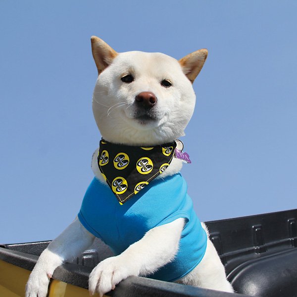 Photo1: MOON Eyeball Doggy Bib (1)