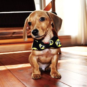 Photo: MOON Puppy Ribbon