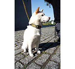 Photo: MOON Checker Doggy Collar Small
